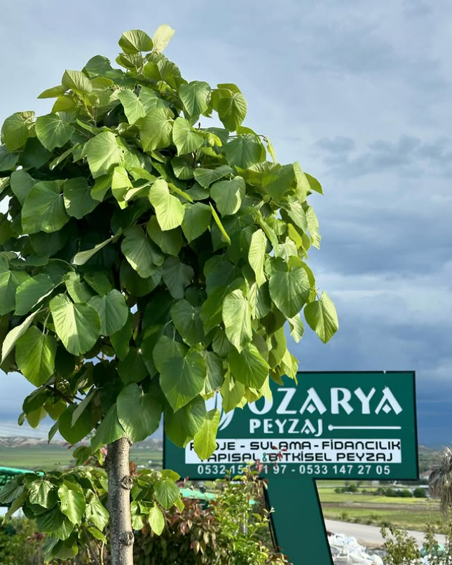 Tilia Tomentosa - Ihlamur Ağacı